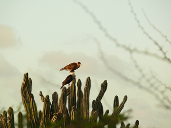 Caracaras sitting on columnar cactus. Photo by Michelle Pors-da Costa Gomez