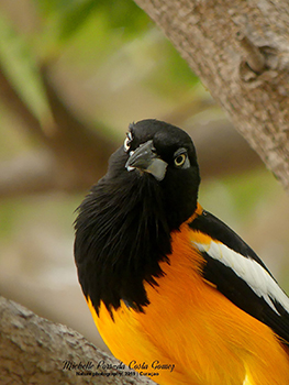 Portrait of an orange Trupial.