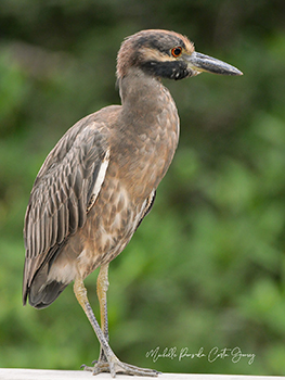 Yellow-crowned Night Heron maturing into adulthood. Photo by Michelle Pors-da Costa Gomez