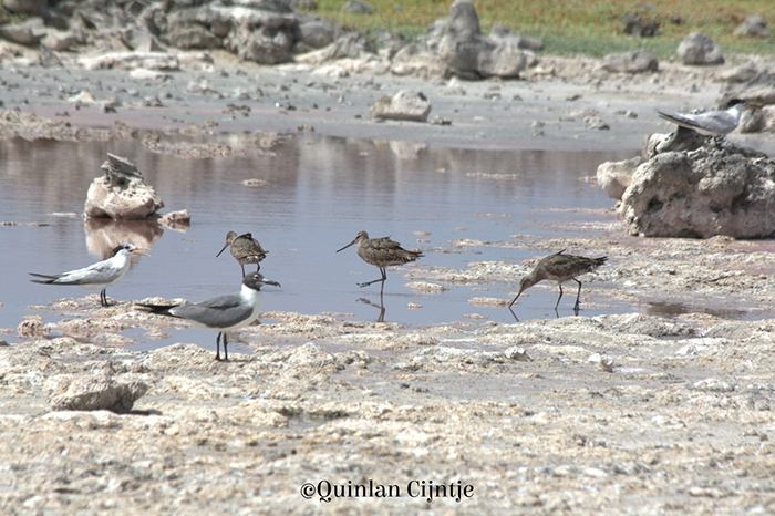 Stories on migratory Hudsonian Godwits. 