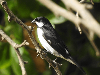 Male Lined Seedeater.
Photo by: Nelly Rigot.