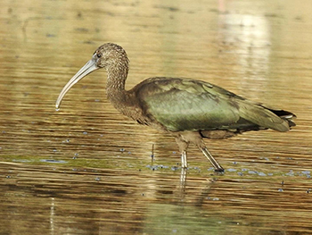 Rare species: Glossy Ibis in the afternoon sun – Bird Watching