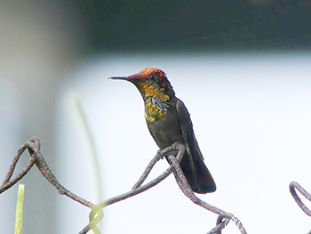 Immature Ruby-topaz hummingbird
