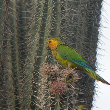 Eupsittula pertinax pertinax eating a cactus fruit.