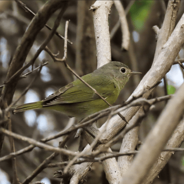 Nashville warbler on Klein Curaçao